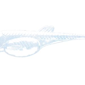 EMBRION SHAD -003-BLUE PEARL.png